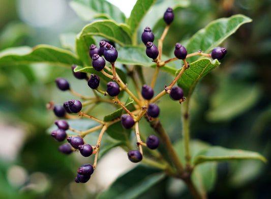 Exploring Elderberry's Health Benefits flawlesseternalbeauty