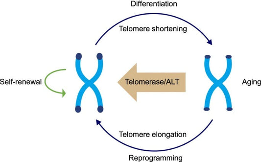Telomeres on Aging and Cancer flawlesseternalbeauty