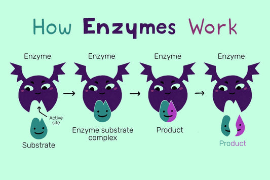 The Significance of Enzymes in Our Cells flawlesseternalbeauty