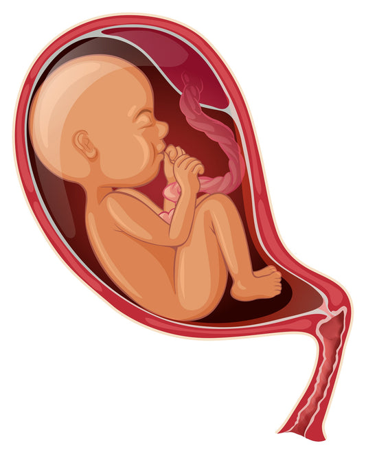 Exploring Alternative Uses for Placenta