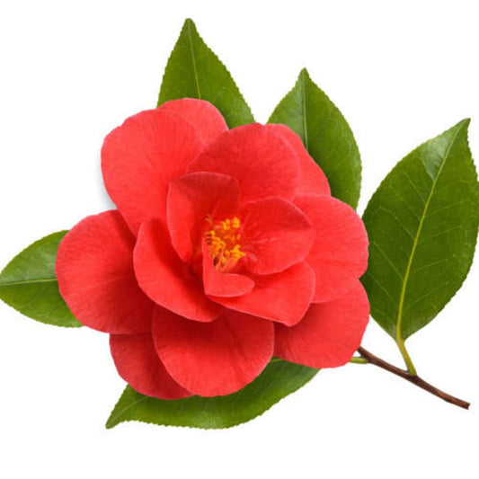 Jeju Camellia Japonica Flower Extract (RedSnow) flawlesseternalbeauty